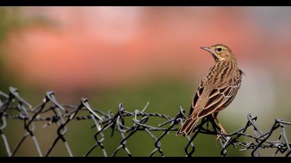 Tree Pipit