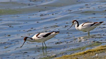 Pied Avocet
