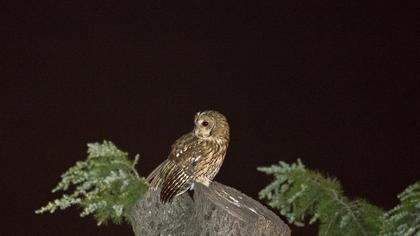 Tawny Owl
