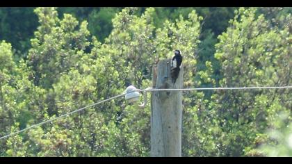 Great Spotted Woodpecker