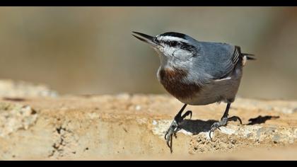 Krüper`s Nuthatch