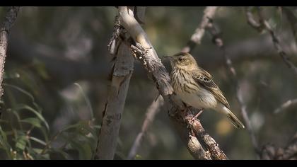 Tree Pipit