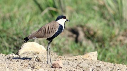 Spur-winged Lapwing