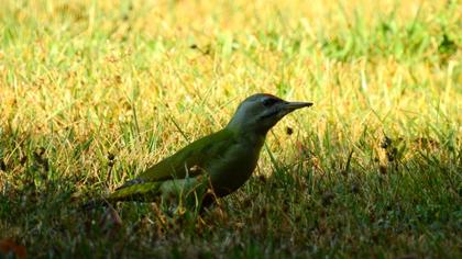 Grey-headed Woodpecker