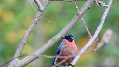 Eurasian Bullfinch