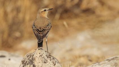 Northern Wheatear