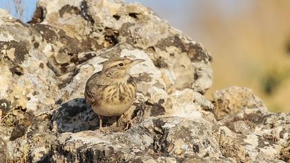 Crested Lark