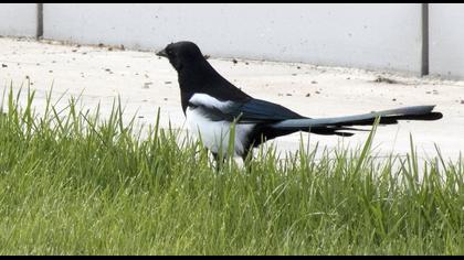 Eurasian Magpie