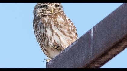 Little Owl