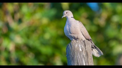 Eurasian Collared Dove