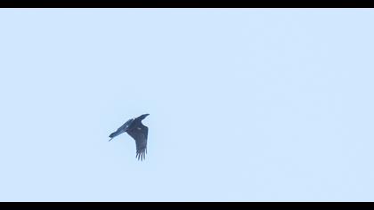 Northern Raven