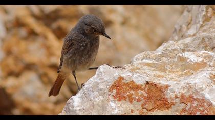 Black Redstart