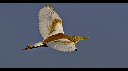Squacco Heron