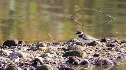 Common Ringed Plover