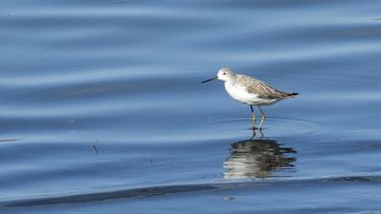 Marsh Sandpiper