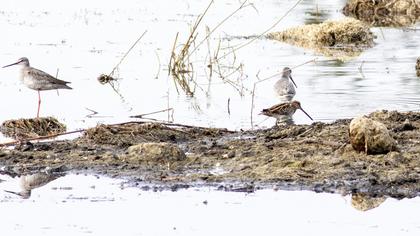 Common Snipe