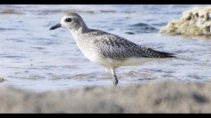 Grey Plover