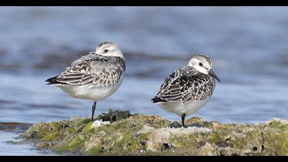 Sanderling