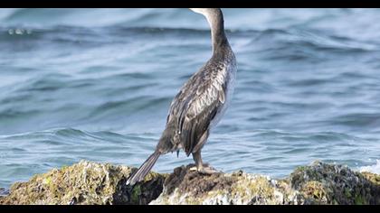 European Shag