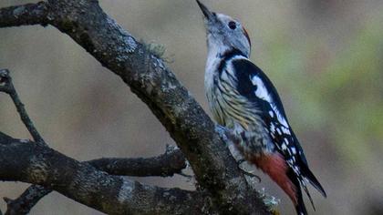 Middle Spotted Woodpecker