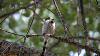 Long-tailed Tit