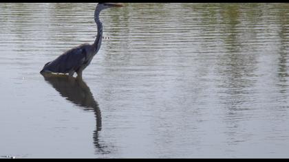 Grey Heron