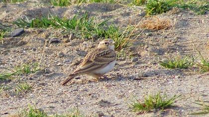 Greater Short-toed Lark