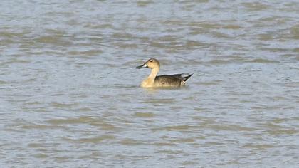 Northern Pintail