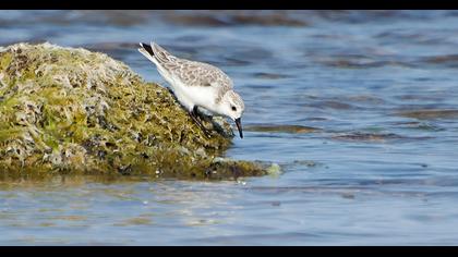 Sanderling