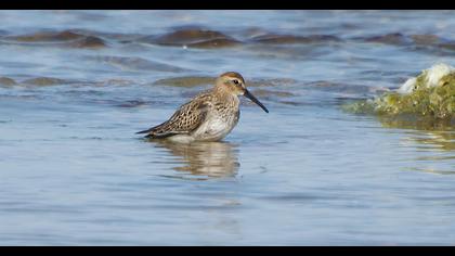 Dunlin
