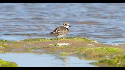 Common Ringed Plover