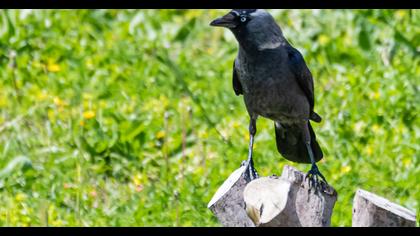 Western Jackdaw