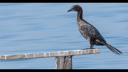 Pygmy Cormorant
