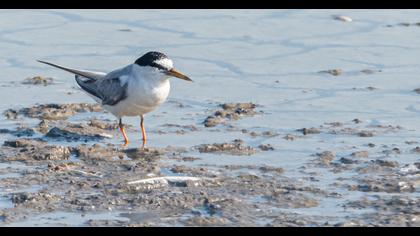 Little Tern
