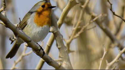 European Robin