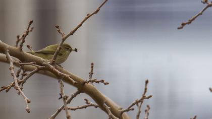 Common Chiffchaff