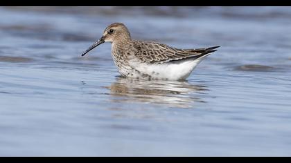 Dunlin