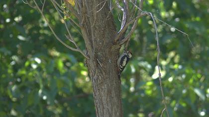 Syrian Woodpecker
