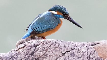 Common Kingfisher