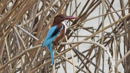 White-throated Kingfisher