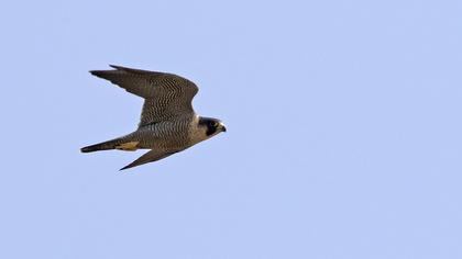 Peregrine Falcon