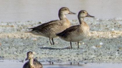 Eurasian Teal