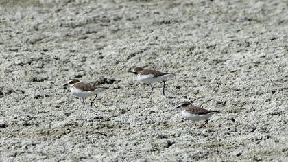 Kentish Plover