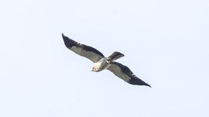 Booted Eagle