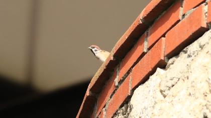 Eurasian Tree Sparrow