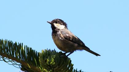 Coal Tit
