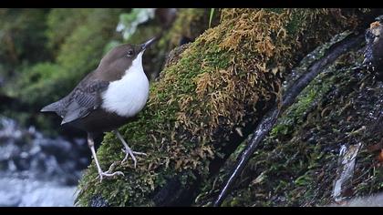 White-throated Dipper
