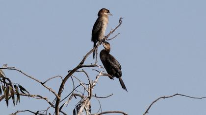 Pygmy Cormorant
