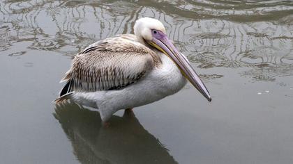 Great White Pelican
