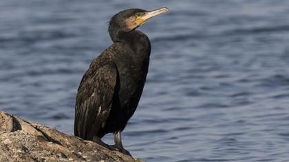 Great Cormorant